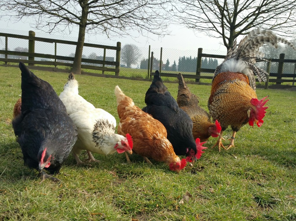 Hühner in der Reihe